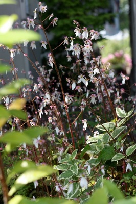 IMG_0012.jpeg
